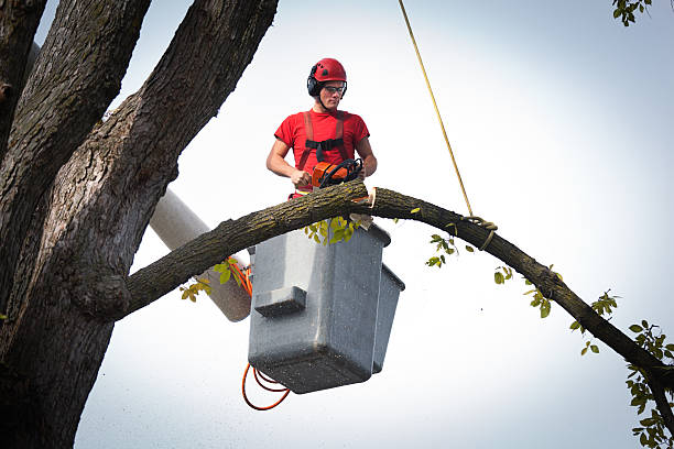 Colonia, NJ  Tree Services Company